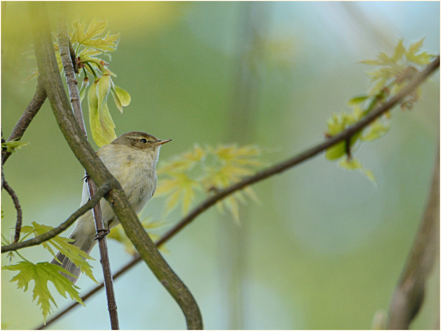 ZilpZalp, Weidenlaubs&auml;nger
