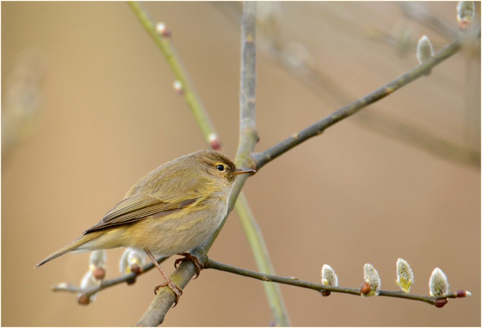 ZilpZalp, Weidenlaubs&auml;nger