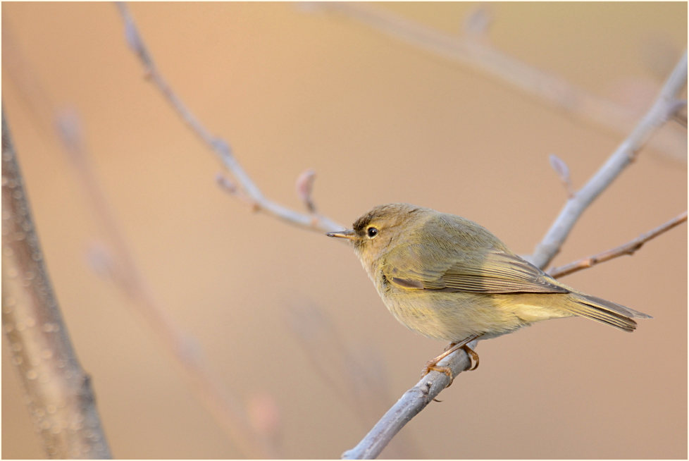 ZilpZalp, Weidenlaubs&auml;nger