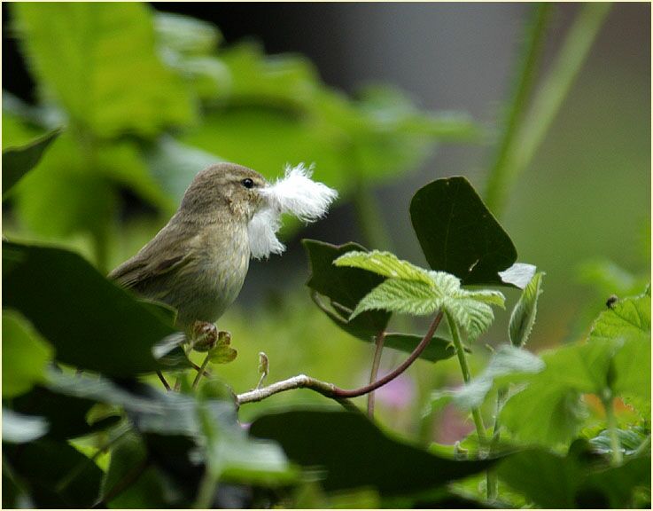 ZilpZalp, Weidenlaubs&auml;nger