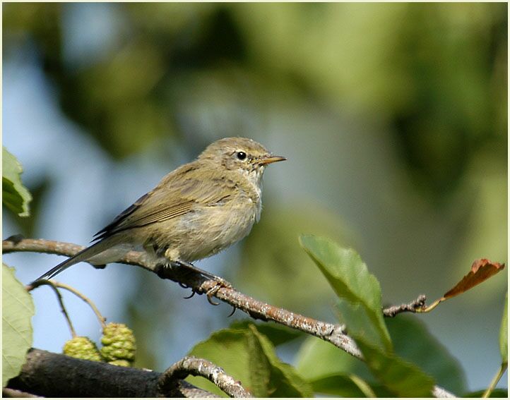 ZilpZalp, Weidenlaubs&auml;nger