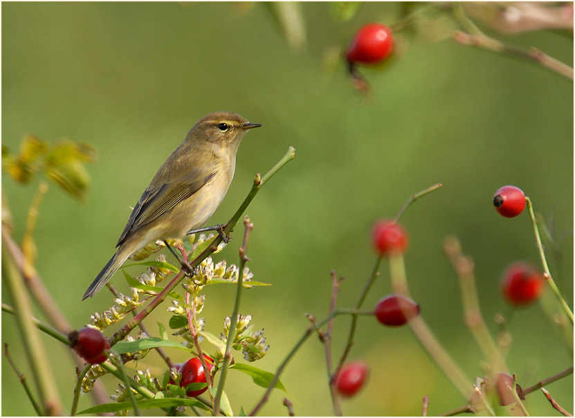 ZilpZalp, Weidenlaubs&auml;nger