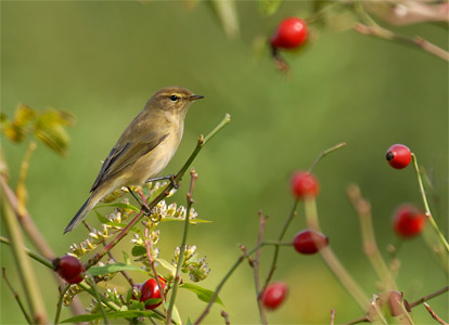 vergr&ouml;&szlig;ern