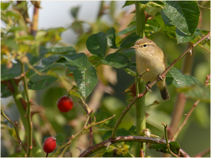 ZilpZalp, Weidenlaubs&auml;nger
