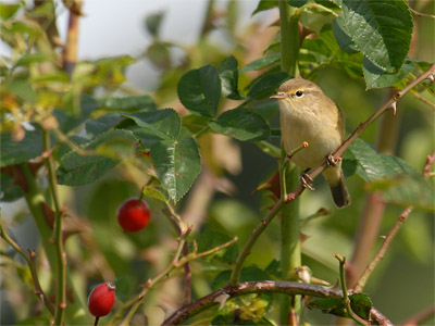 vergr&ouml;&szlig;ern