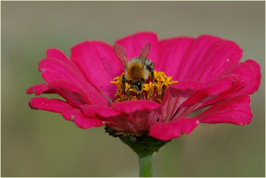 Hummel auf Zinnie (Zinnia elegans)