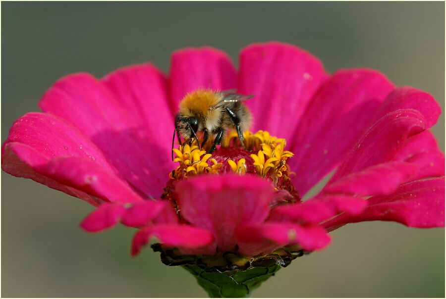 Hummel auf Zinnie (Zinnia elegans)