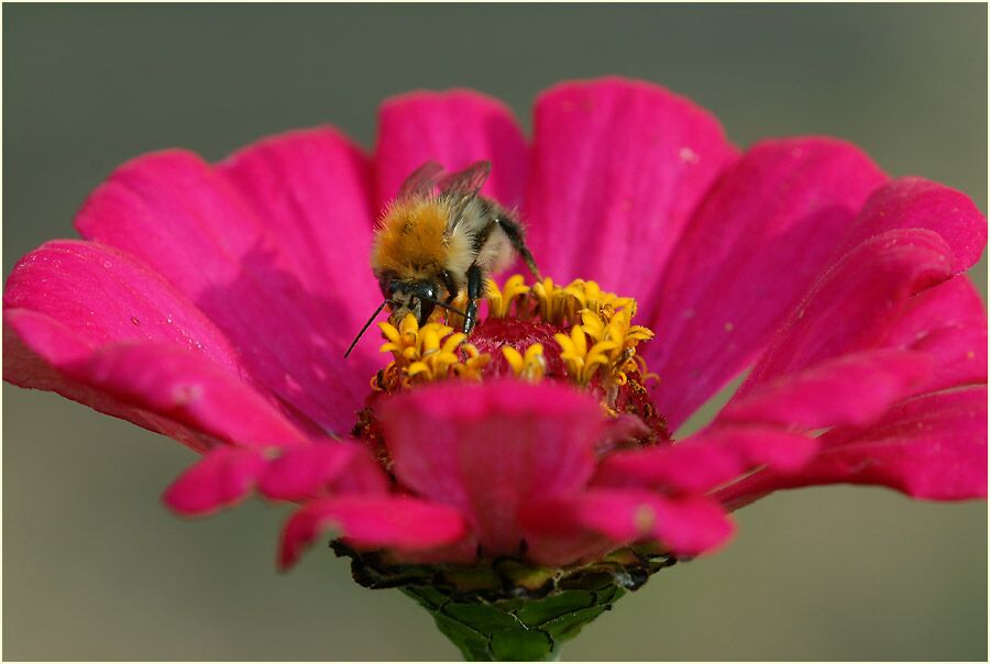 Hummel auf Zinnie (Zinnia elegans)