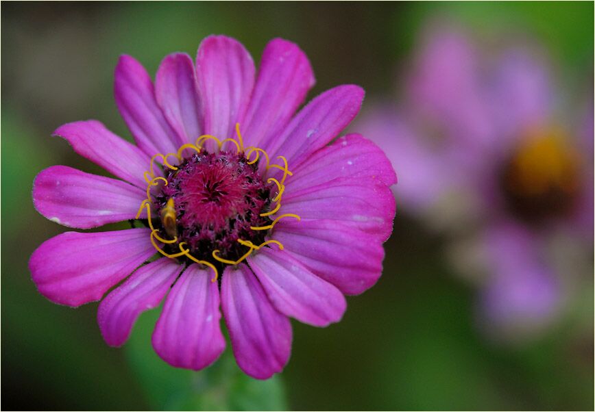 Zinnie (Zinnia elegans)