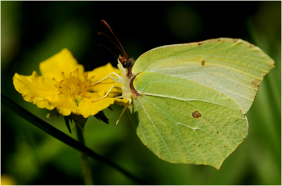 Zitronenfalter