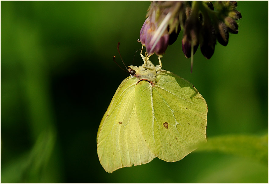 Zitronenfalter