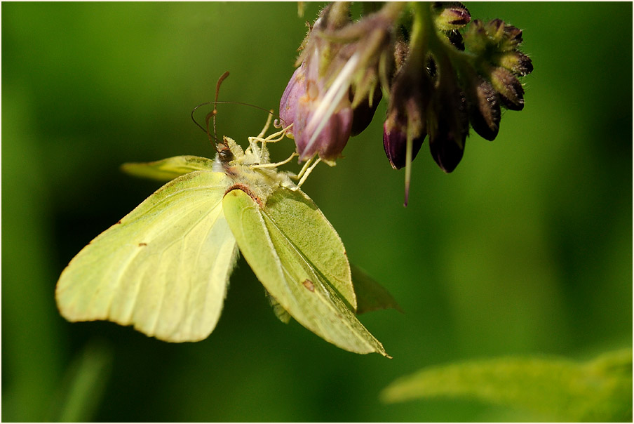 Zitronenfalter