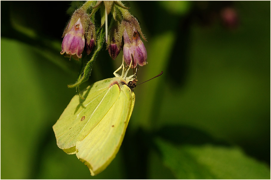 Zitronenfalter