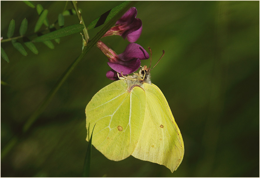 Zitronenfalter