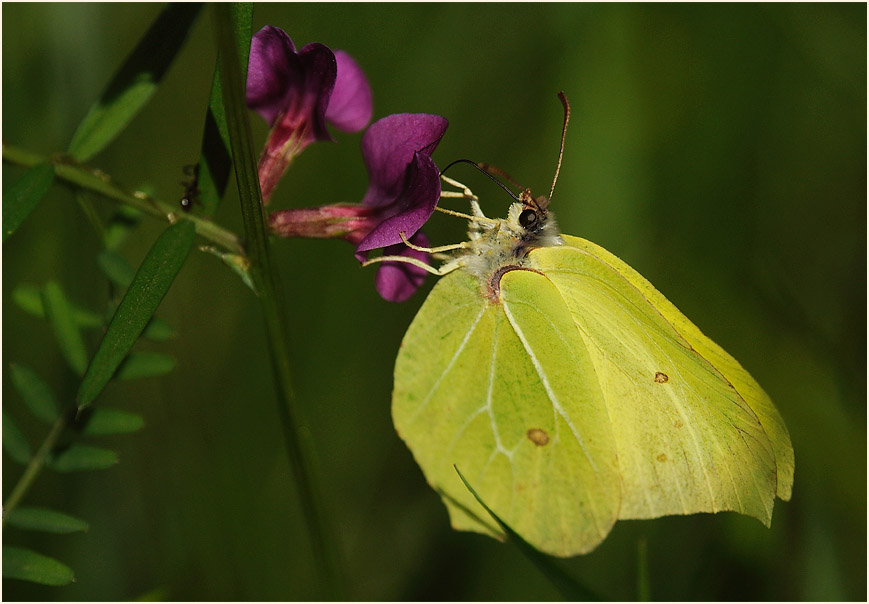 Zitronenfalter