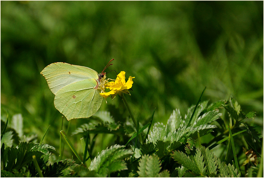 Zitronenfalter