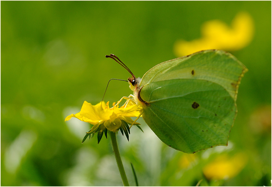 Zitronenfalter