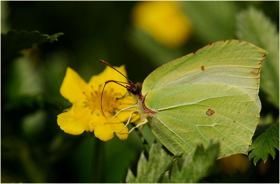Zitronenfalter