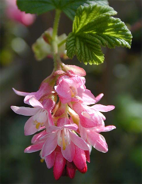 Zierjohannisbeere (Ribes sanguineum)