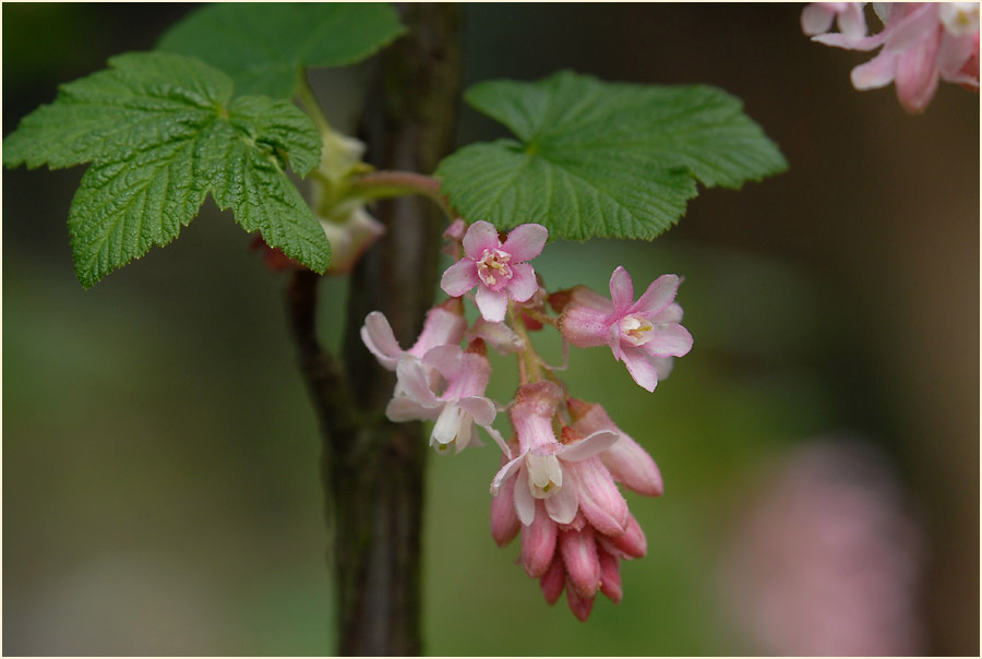 Zierjohannisbeere (Ribes sanguineum)