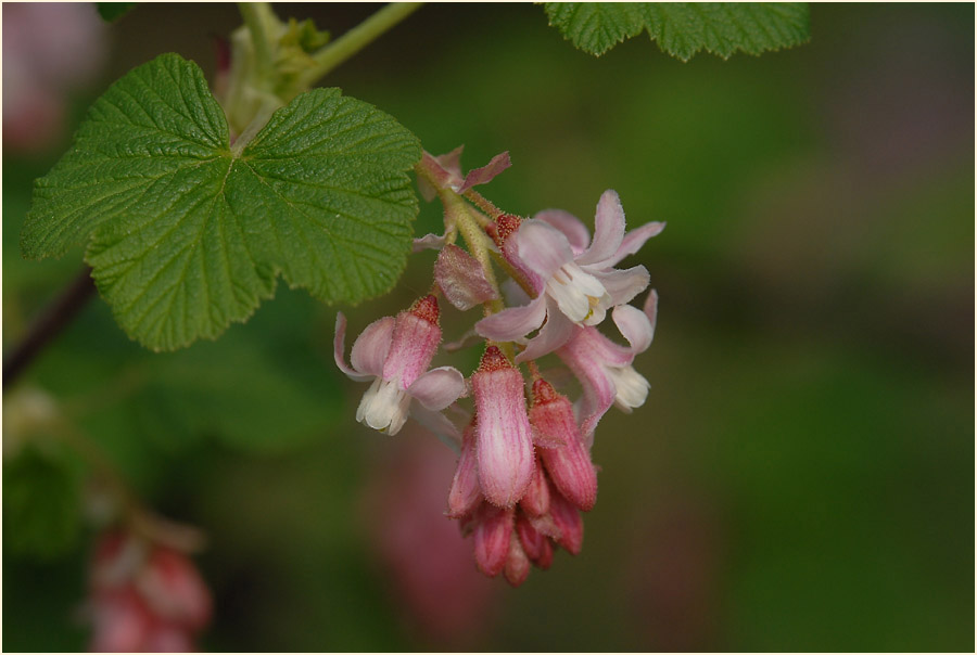 Zierjohannisbeere (Ribes sanguineum)