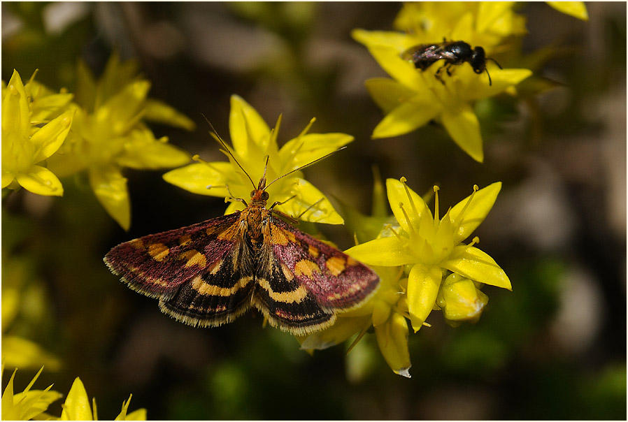 Purpurroter Zünsler (Pyrausta purpuralis)