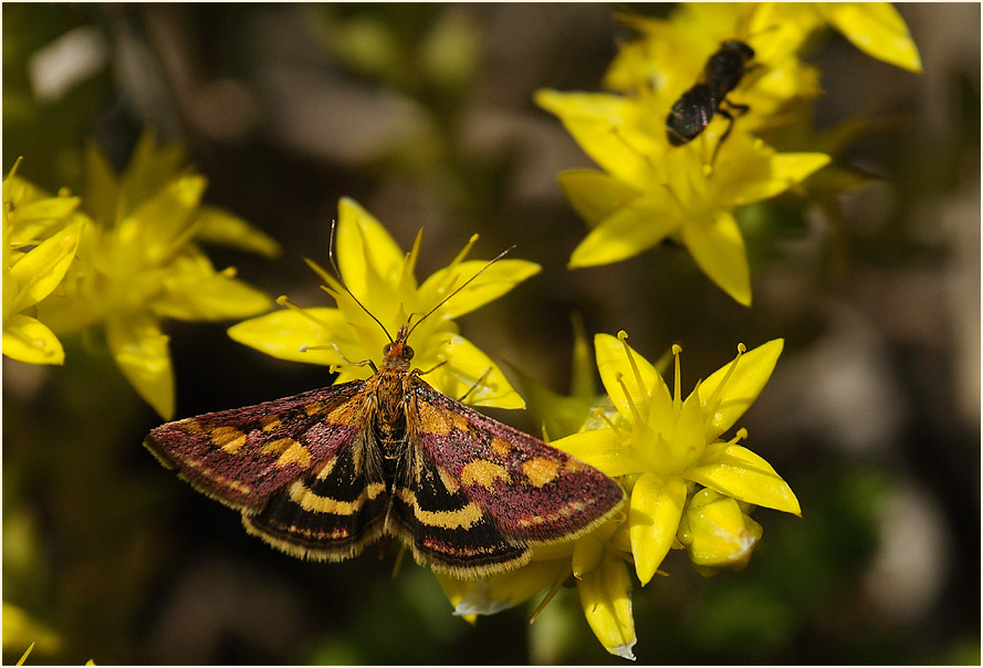 Purpurroter Zünsler (Pyrausta purpuralis)