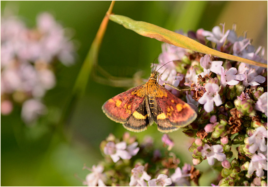 Purpurroter Zünsler (Pyrausta purpuralis)