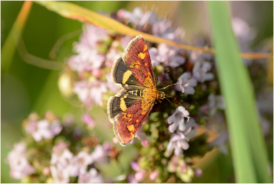 Purpurroter Zünsler (Pyrausta purpuralis)