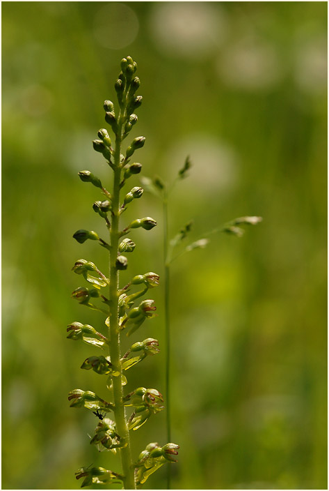 Großes Zweiblatt (Listera ovata)