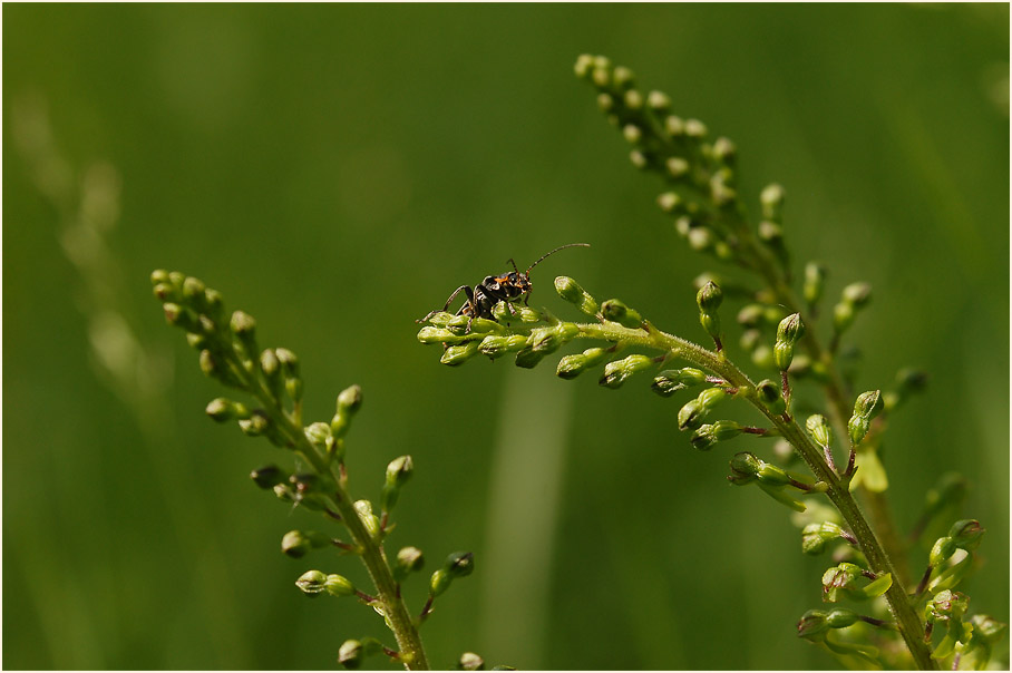 Großes Zweiblatt (Listera ovata)