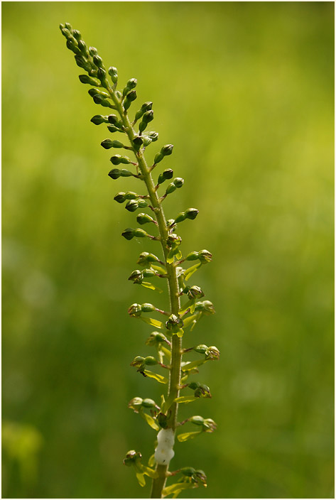 Großes Zweiblatt (Listera ovata)