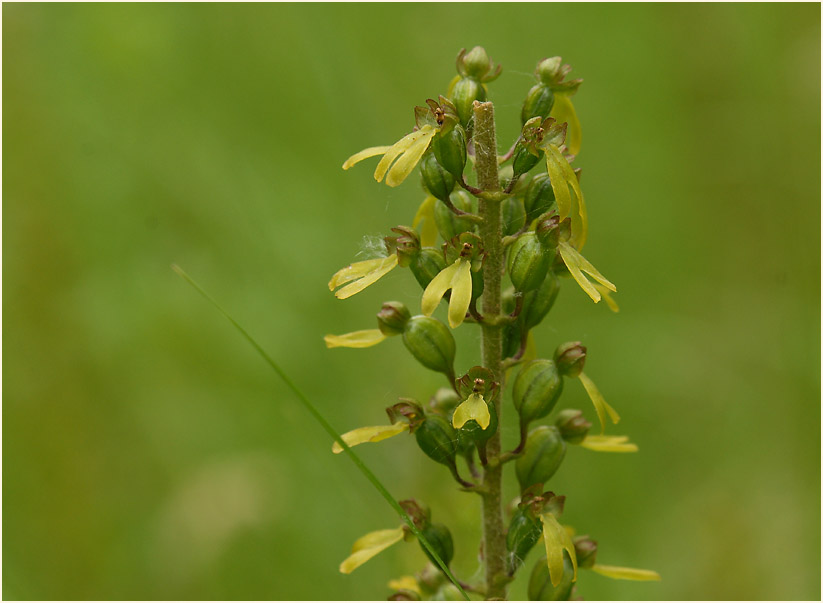 Großes Zweiblatt (Listera ovata)