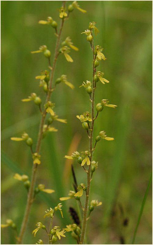 Großes Zweiblatt (Listera ovata)