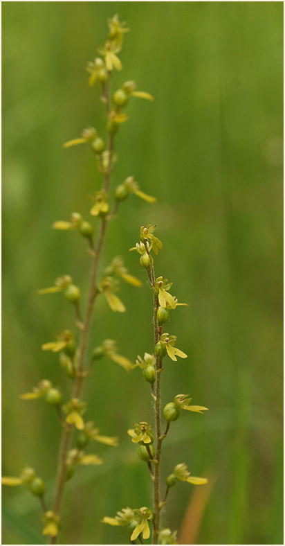 Großes Zweiblatt (Listera ovata)