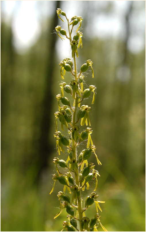 Großes Zweiblatt (Listera ovata)