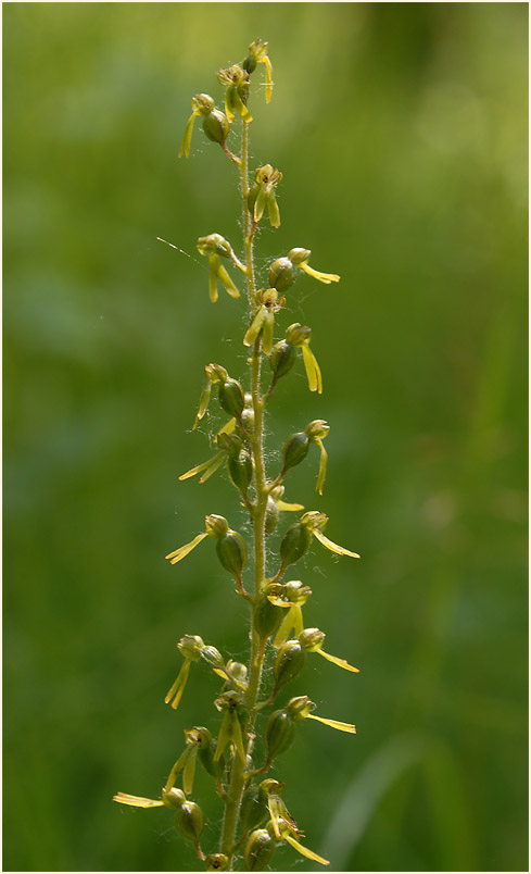 Großes Zweiblatt (Listera ovata)