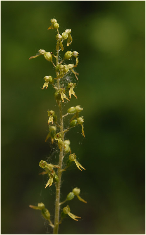 Großes Zweiblatt (Listera ovata)