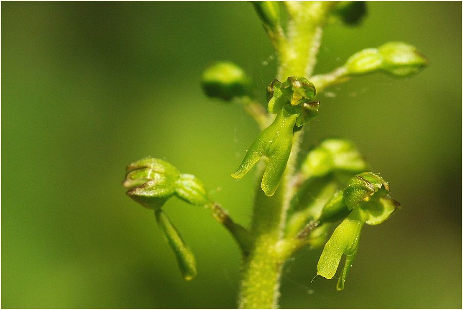 Großes Zweiblatt (Listera ovata)