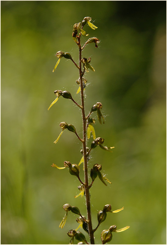 Großes Zweiblatt (Listera ovata)