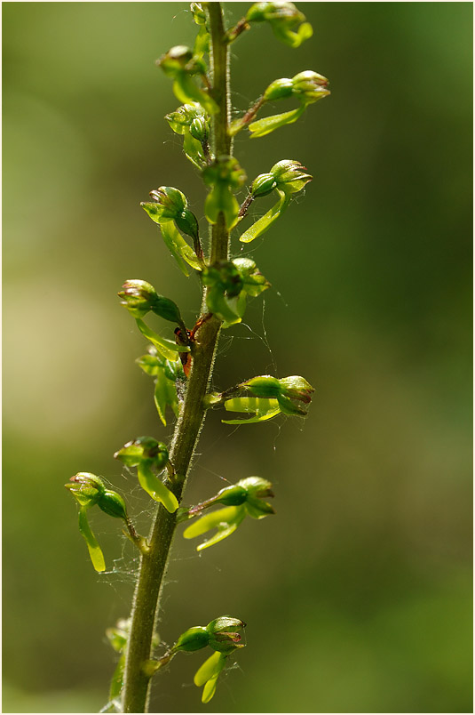 Großes Zweiblatt (Listera ovata)