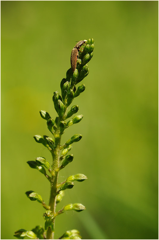 Großes Zweiblatt (Listera ovata)