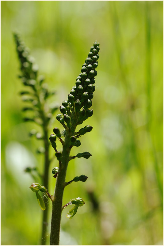 Großes Zweiblatt (Listera ovata)