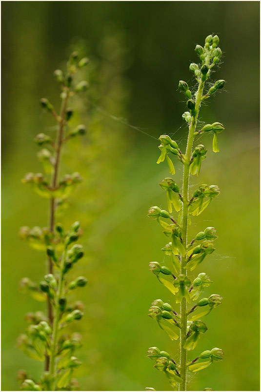 Großes Zweiblatt (Listera ovata)