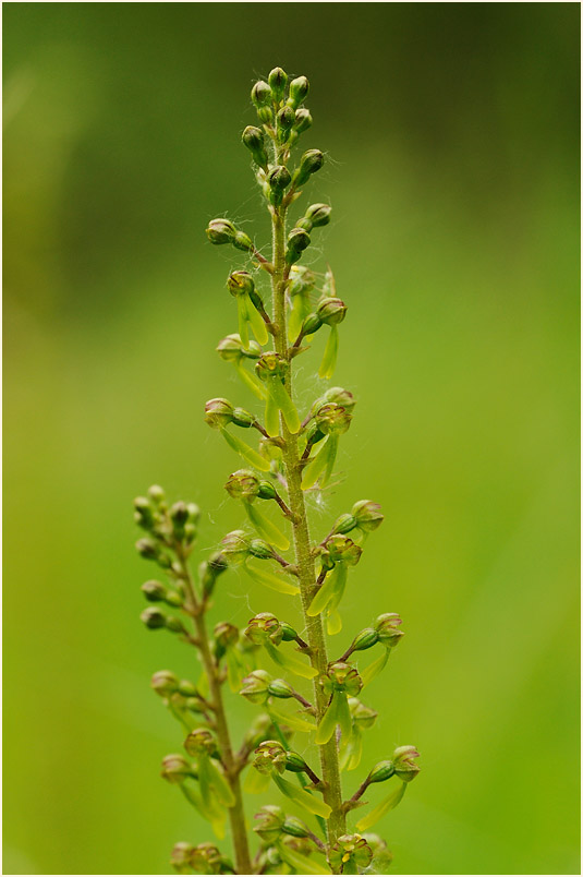 Großes Zweiblatt (Listera ovata)