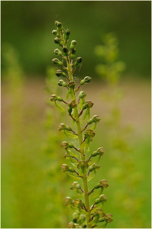 Großes Zweiblatt (Listera ovata)