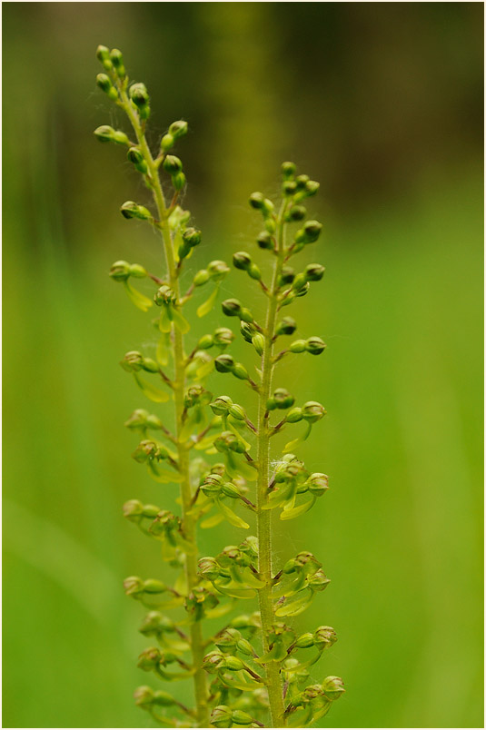 Großes Zweiblatt (Listera ovata)