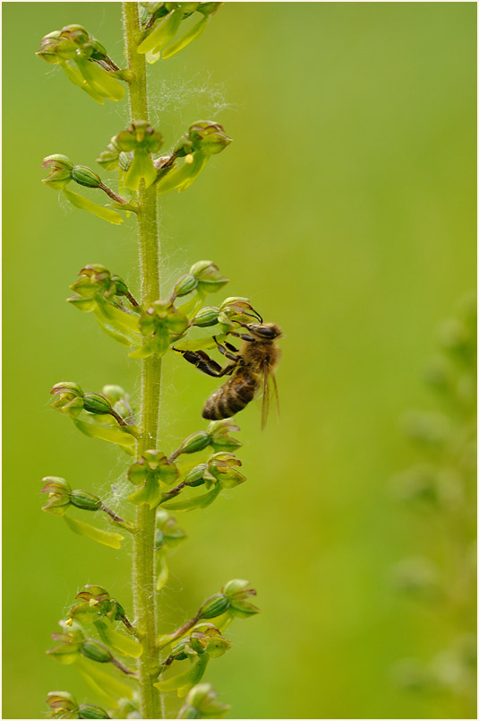 Großes Zweiblatt (Listera ovata)