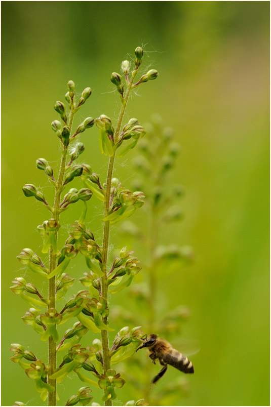 Großes Zweiblatt (Listera ovata)