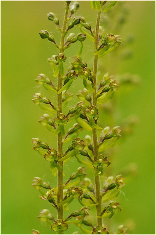 Großes Zweiblatt (Listera ovata)